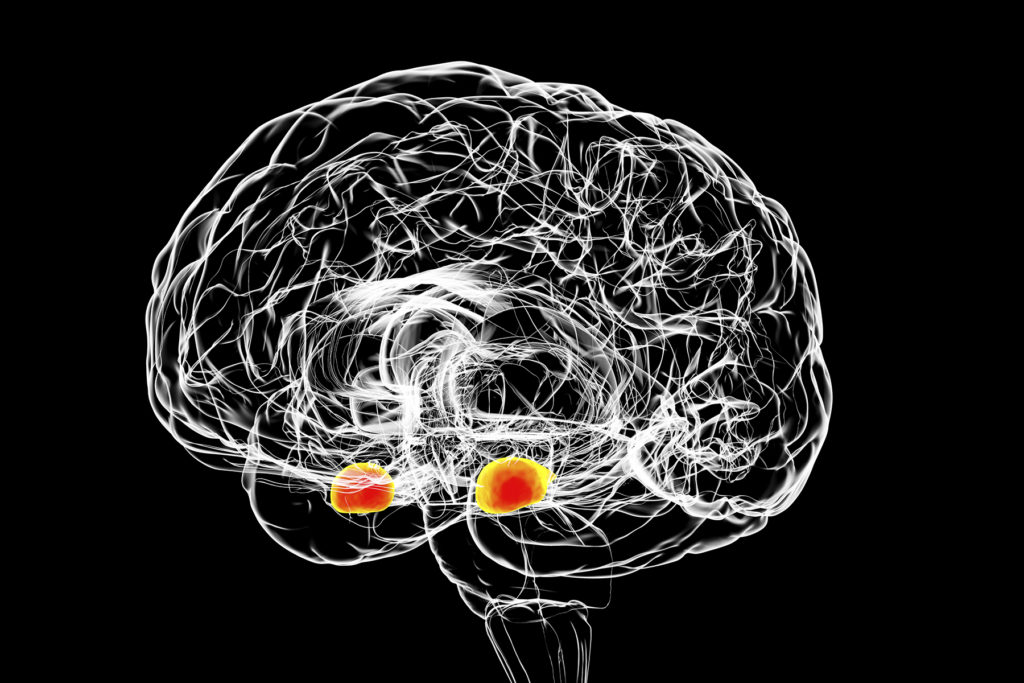 3D illustration of the amygdala