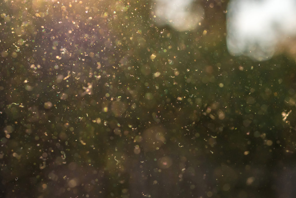 image of pollen and dust in the air